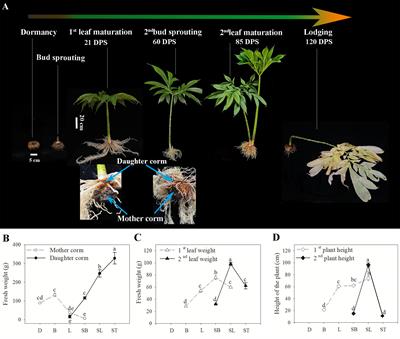 Comparative metabolomics analysis reveals dynamic changes in carbohydrate profiles of corms during the “relay growth” of konjac (Amorphophallus muelleri)